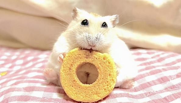 座りながらクッキーを食べるハムスター2 座りながらクッキーを食べるハムスター2 イエロージャンガリアン,ジャンガリアンハムスター,ハムスターの写真素材