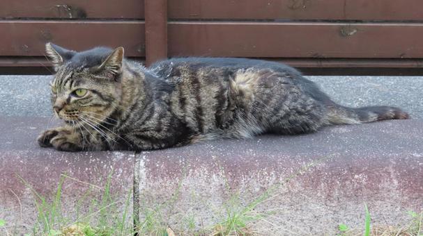 夕涼みが日課のもふもふであざとい猫様 夕涼みが日課のもふもふであざとい猫様の写真