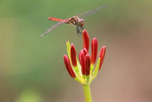 曼殊沙華の蕾と赤トンボ(アキアカネ) 曼殊沙華の蕾と赤トンボ(アキアカネ)の写真