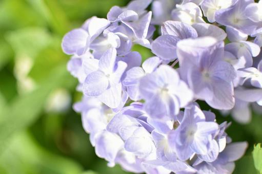 紫陽花 紫陽花の写真