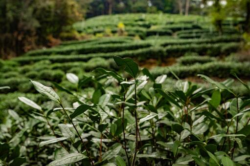 杭州・九溪 龍井茶 茶畑 九溪,龍井茶,茶畑の写真素材
