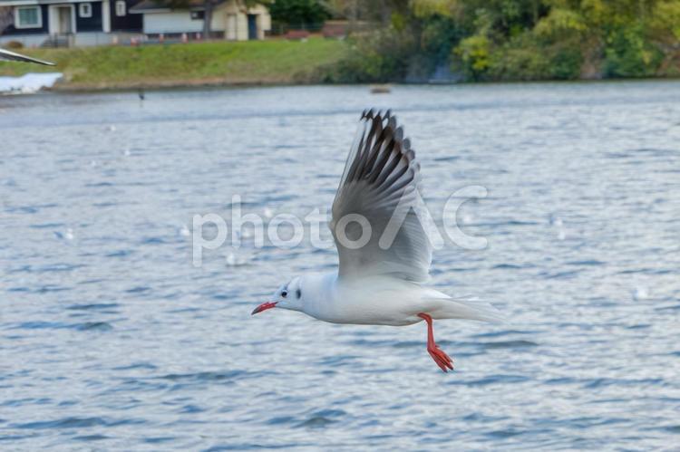 青空を舞うユリカモメ ユリカモメ,白,鳥の写真素材