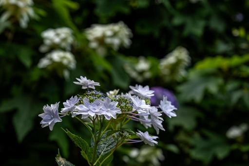 白い紫陽花の花 白い紫陽花の花の写真