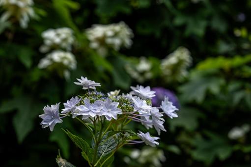 白い紫陽花の花 紫陽花,白,背景ボケの写真素材