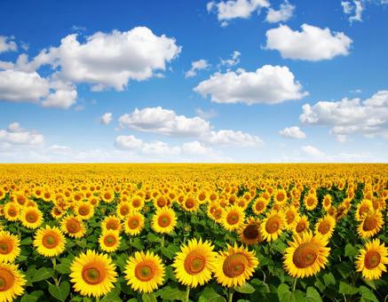 青空・夏雲・ひまわり畑 青空・夏雲・ひまわり畑の写真