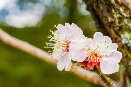 坂本八幡宮の綺麗な梅の花の写真