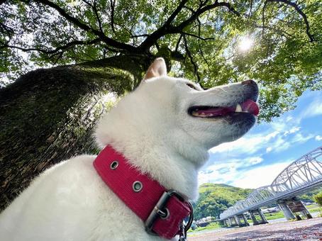 木陰で休む白柴犬 木陰で休む白柴犬 犬,柴犬,白柴犬の写真素材