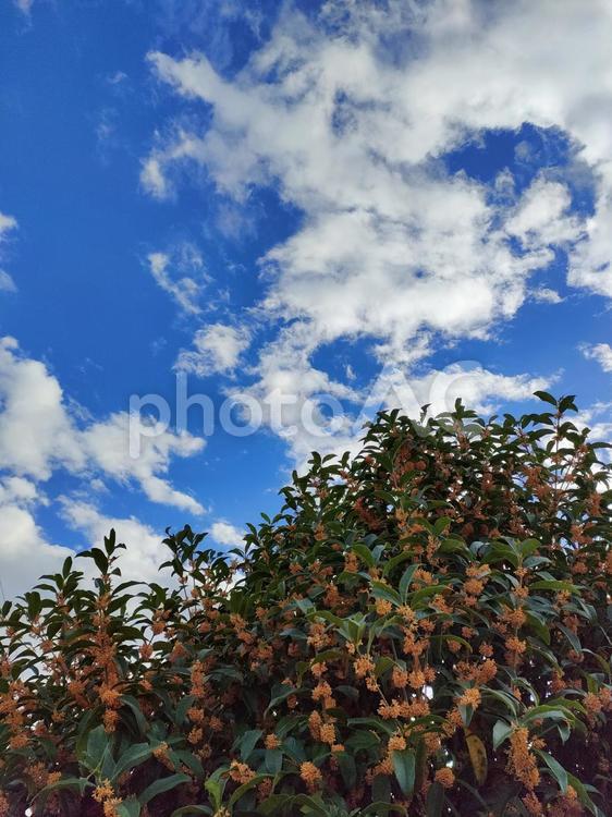 青空と金木犀 植物,キンモクセイ,青空の写真素材