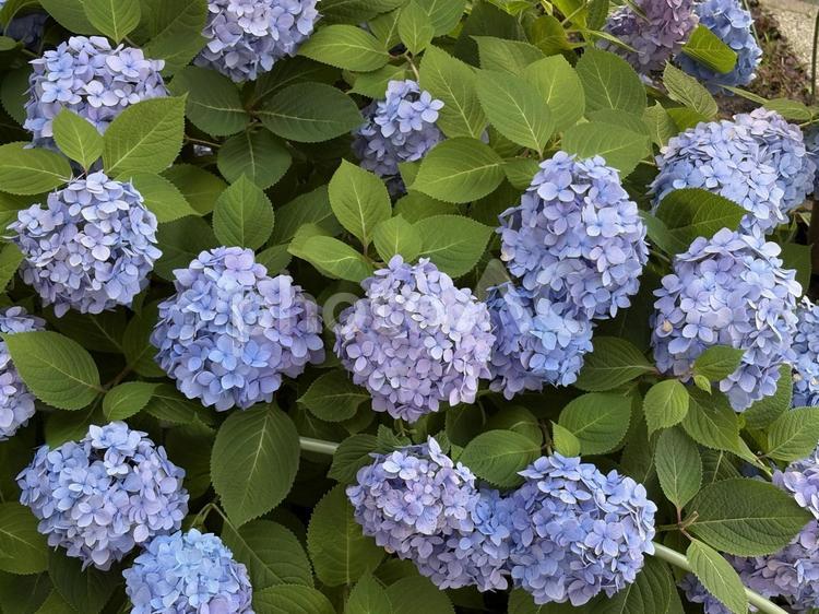アジサイ アジサイ,梅雨,綺麗の写真素材