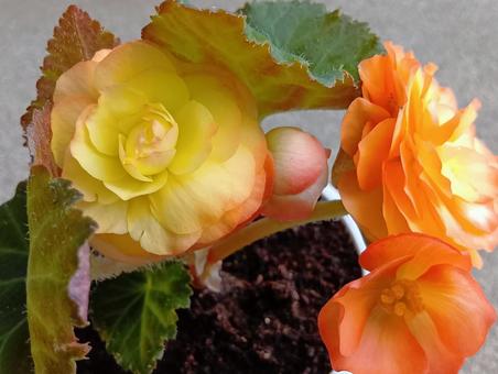 球根ベゴニア 花,植物,半耐寒性の写真素材