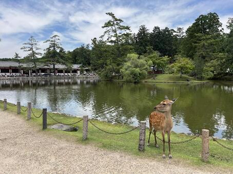 東大寺 東大寺,奈良,鹿の写真素材