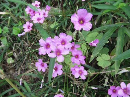 草むらに咲いたイモカタバミの花 草むらに咲いたイモカタバミの花の写真