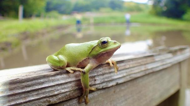 田植えとカエルの写真