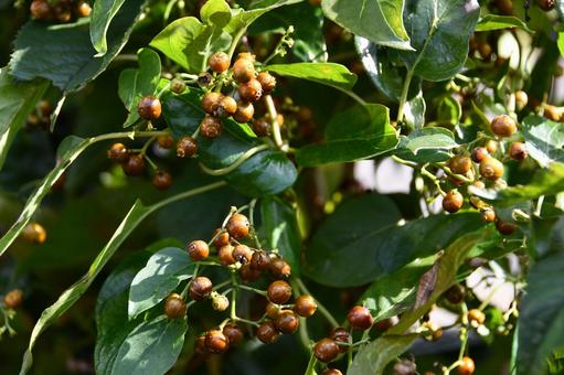 ヘクソカズラの葉と実 ヘクソカズラ,実,つるの写真素材