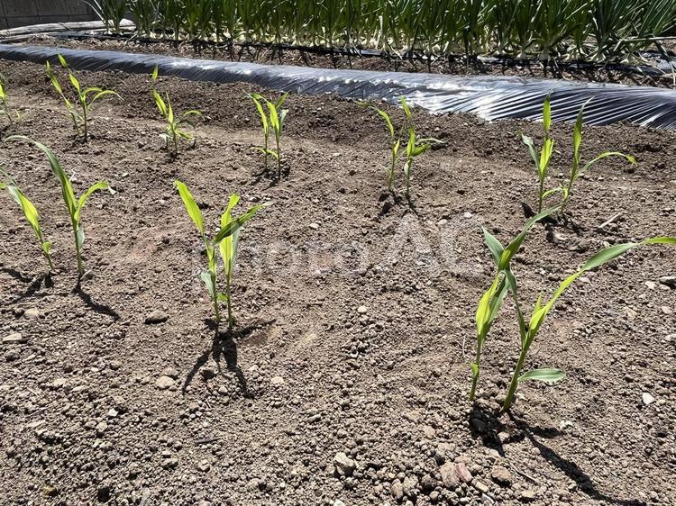 トウモロコシの苗を植える トウモロコシ,とうもろこし,玉蜀黍の写真素材