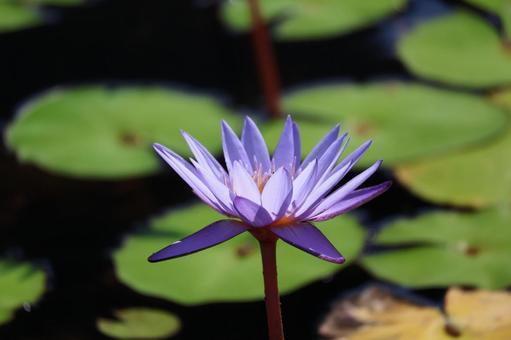池に咲く青紫色の花びらのスイレンのアップ 池に咲く青紫色の花びらのスイレンのアップの写真