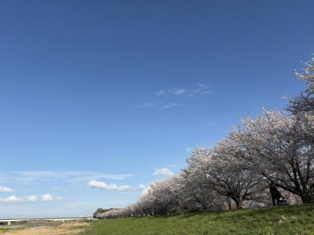 河川敷の桜と青空 河川敷の桜と青空 山,河川敷,青空の写真素材