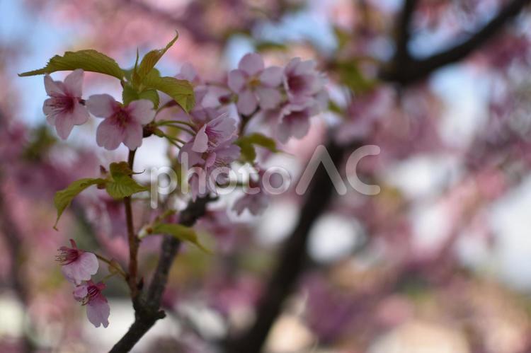 河津桜　さくら　桜 桜,屋外,満開の写真素材