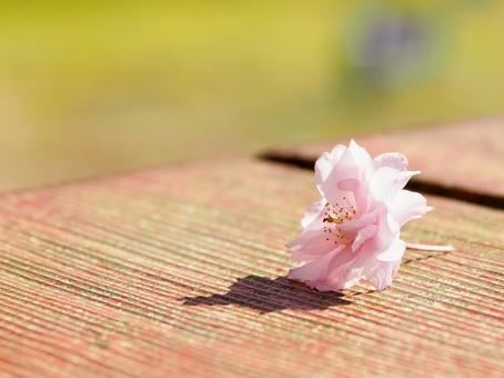 桜の花びらと春の光 桜の花びらと春の光の写真
