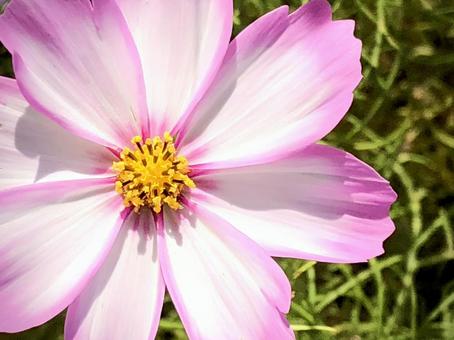薄桃色に縁取られた秋桜 薄桃色に縁取られた秋桜 秋桜,コスモス,アキザクラの写真素材