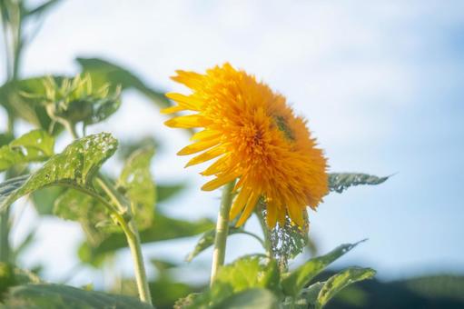 夏の朝、さっそうとそびえるヒマワリ君の写真