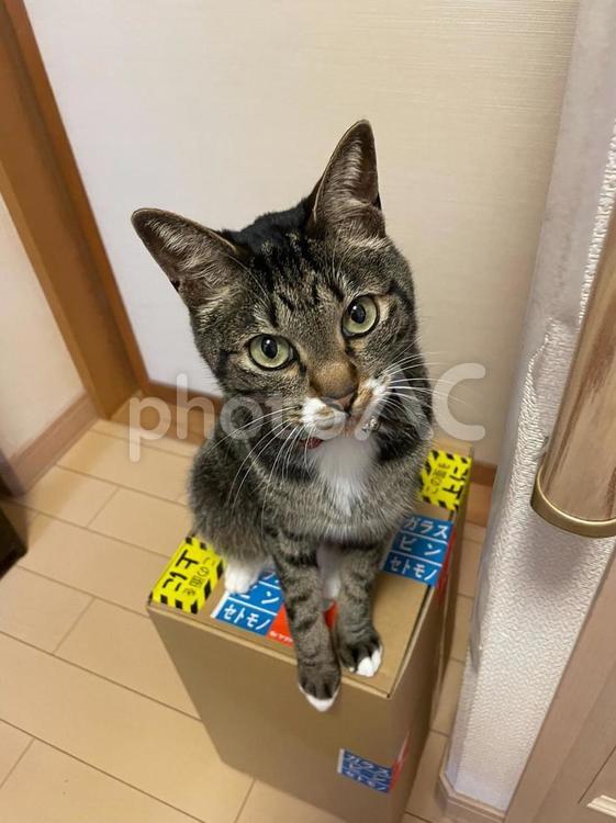 宅配便の箱に乗る、日本猫 ねこ,ネコ,休憩の写真素材