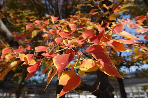 Photo, autumn leaves, maple, wood, 