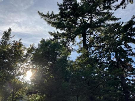 木漏れ日 木漏れ日 木,空,風景の写真素材