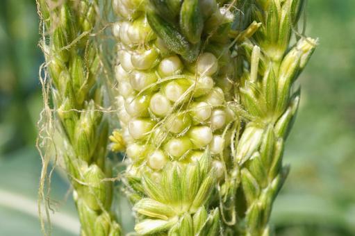 Photo, corn, tassel seed, male ear seed, 