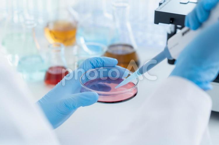 研究所で実験をする研究者 研究,科学,実験の写真素材