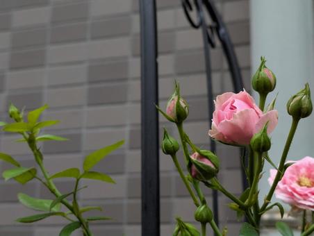薔薇 薔薇の写真