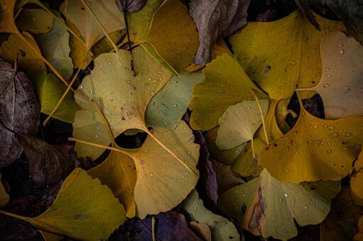 札幌　秋の落葉の風景 北海道,北,札幌市の写真素材