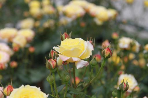 薔薇 薔薇の写真