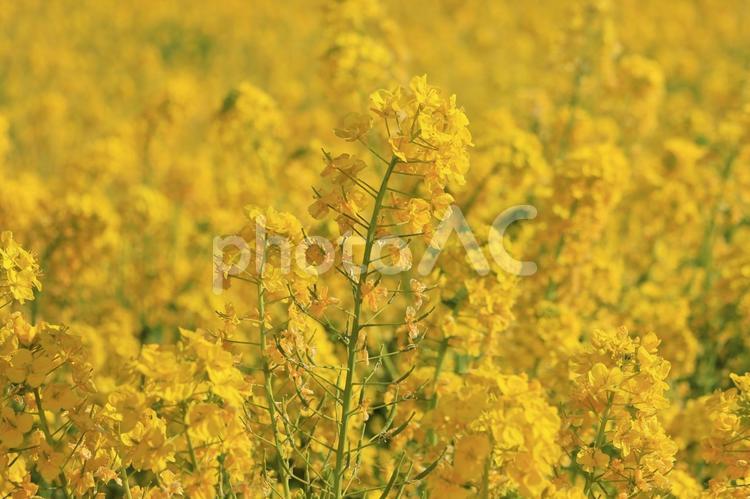 一面の菜の花畑 菜の花,花畑,菜の花畑の写真素材