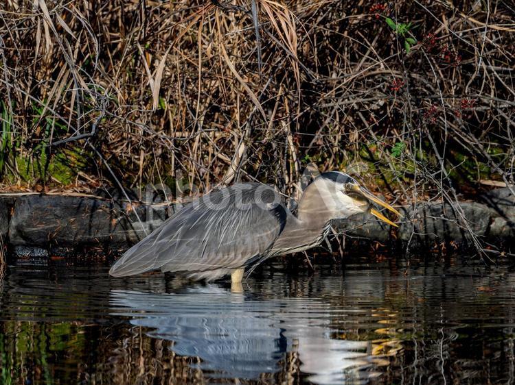 水辺で魚を食べるアオサギ サギ,アオサギ,野鳥の写真素材