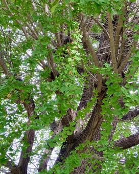 秋、銀杏の木 銀杏,樹木,木の写真素材