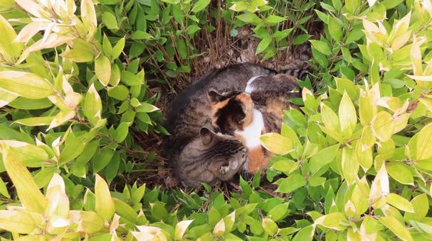 植込みの中でラブラブな可愛い三毛猫たち 植込みの中でラブラブな可愛い三毛猫たち 三毛猫,猫,キジトラの写真素材