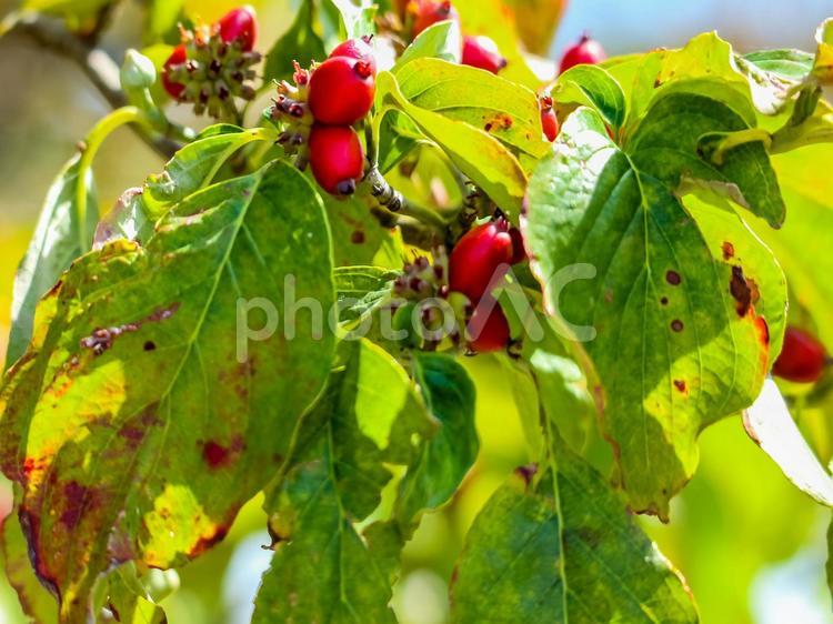 ハナミズキの赤い実 ハナミズキ,はなみずき,花水木の写真素材