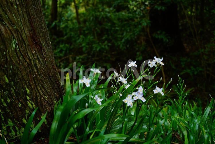 湿度の高い山の中でひっそり咲くシャガの花 シャガ,シャガの花,花の写真素材