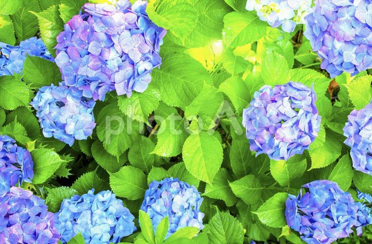 雨上がりの満開の青紫色のあじさい 俯瞰の画像ビビッド あじさい,紫陽花,背景の写真素材