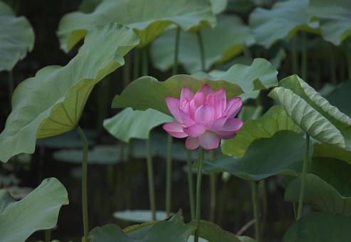 Photo, a lotus, plant, flower, 