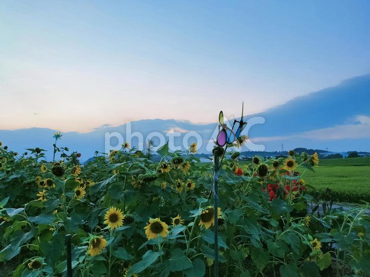 たくさんのひまわり 夕焼け,ガーデニング,飾りの写真素材