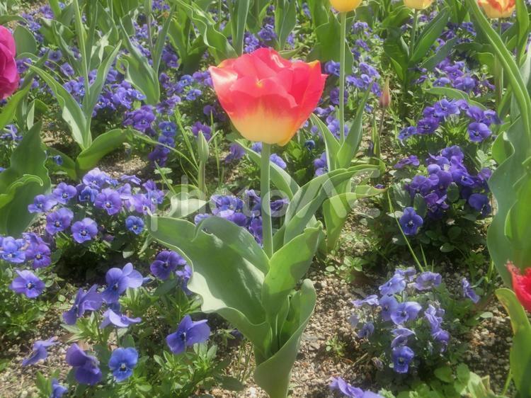 一本のチューリップ　ソフトフォーカス ガーデニング,フラワーアレンジメント,公園の花の写真素材