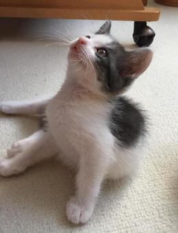 上を見上げる子猫 上を見上げる子猫の写真