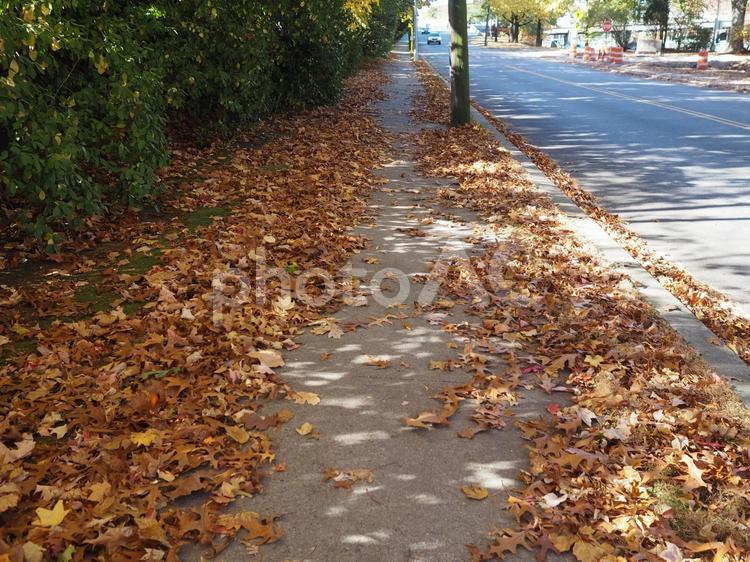 紅葉した落ち葉と歩道 紅葉,秋,シーズンの写真素材