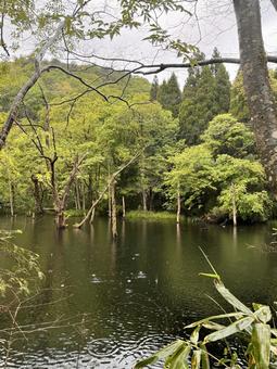 沼地 沼地 自然,風景,沼の写真素材