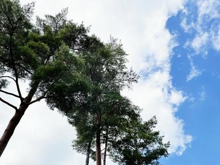 青い空と緑の木の写真
