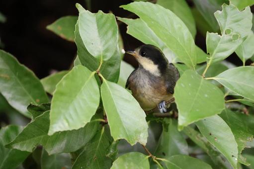 緑の葉の木の枝の中にいるヤマガラ 緑の葉の木の枝の中にいるヤマガラ 緑,葉,木の写真素材