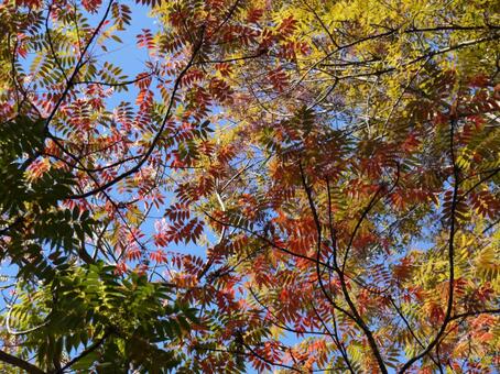 紅葉した葉っぱ 紅葉,秋,葉の写真素材