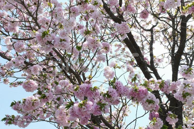 大船フラワーセンターの桜 桜,大船フラワーセンター,鎌倉の写真素材